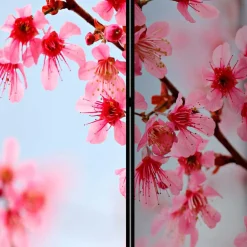Wohnen Foto Trennwand Kirschblüte in Rosa & Blau - Filler