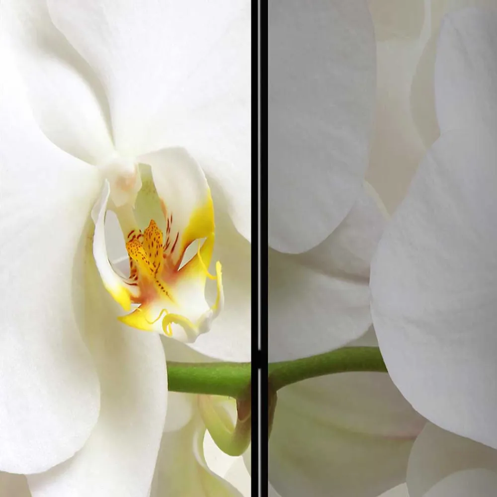 Wohnen Fotoprint Leinwand Paravent Weiße Orchideen - Aury