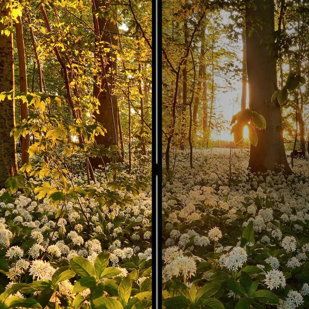 Wohnen Wohnzimmer-Regale|Paravents*Naturmotiv Paravent Wald Bäume & Bärlauch - Sybila III