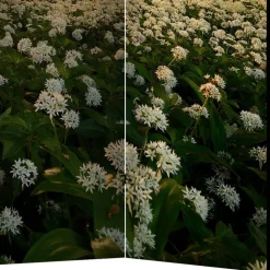 Wohnen Wohnzimmer-Regale|Paravents*Naturmotiv Paravent Wald Bäume & Bärlauch - Sybila III