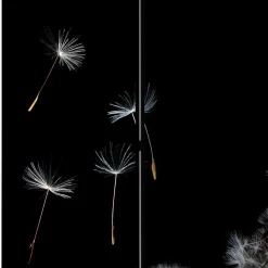 Wohnen Spanischer Raumteiler mit Pusteblumen Foto - Hocumola